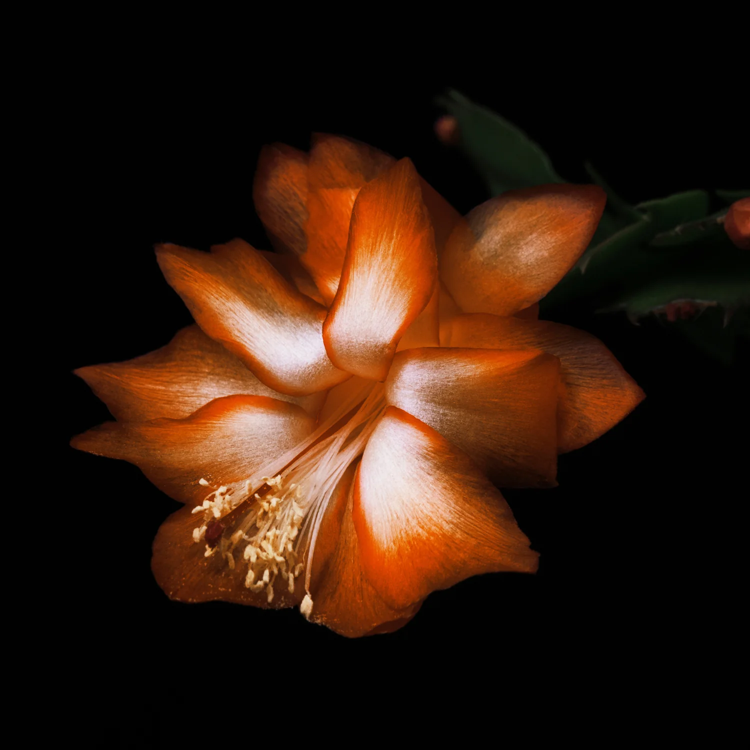 Black Saffron Absolu de Parfum - Image 6