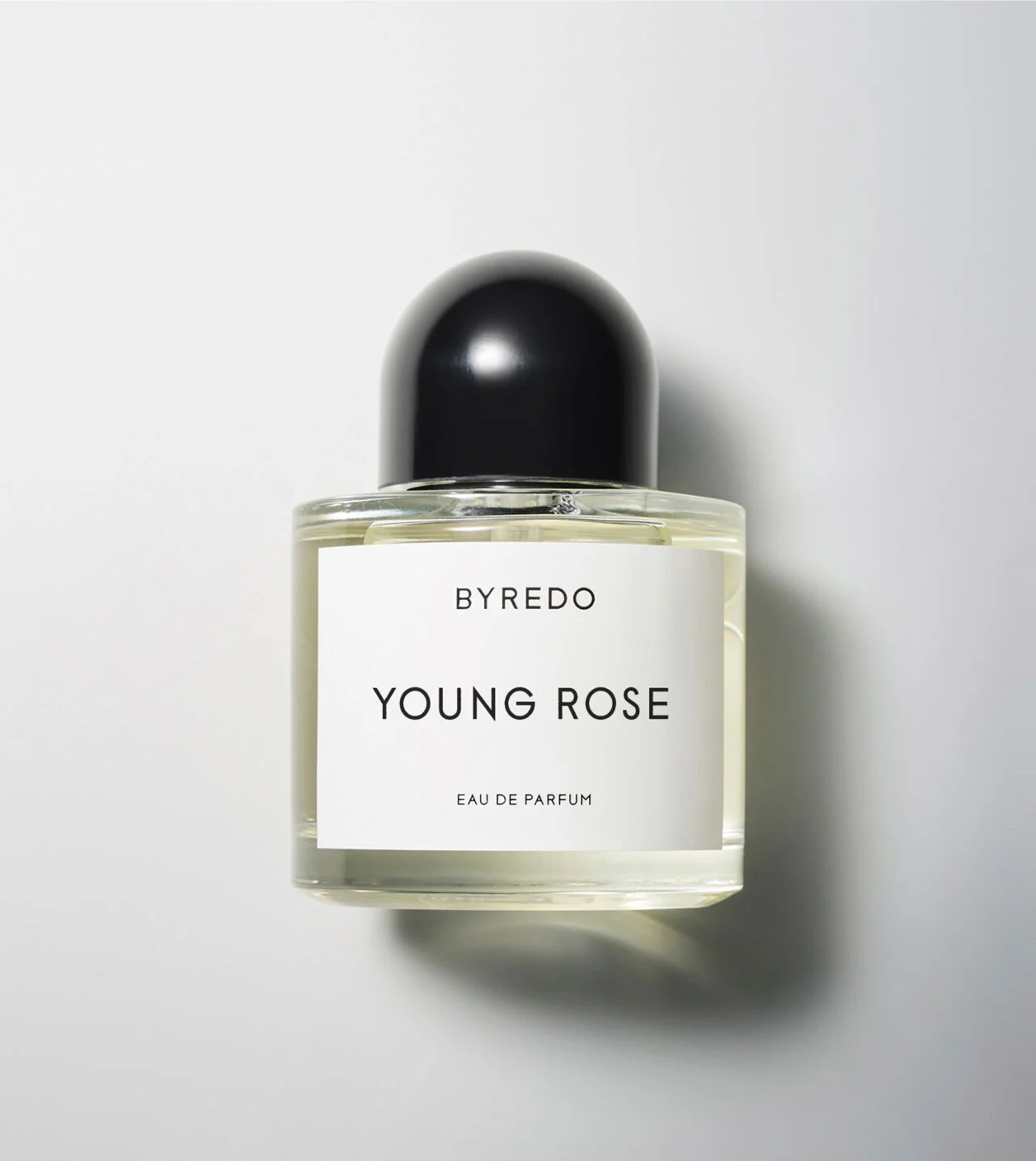 Young Rose - Image 3