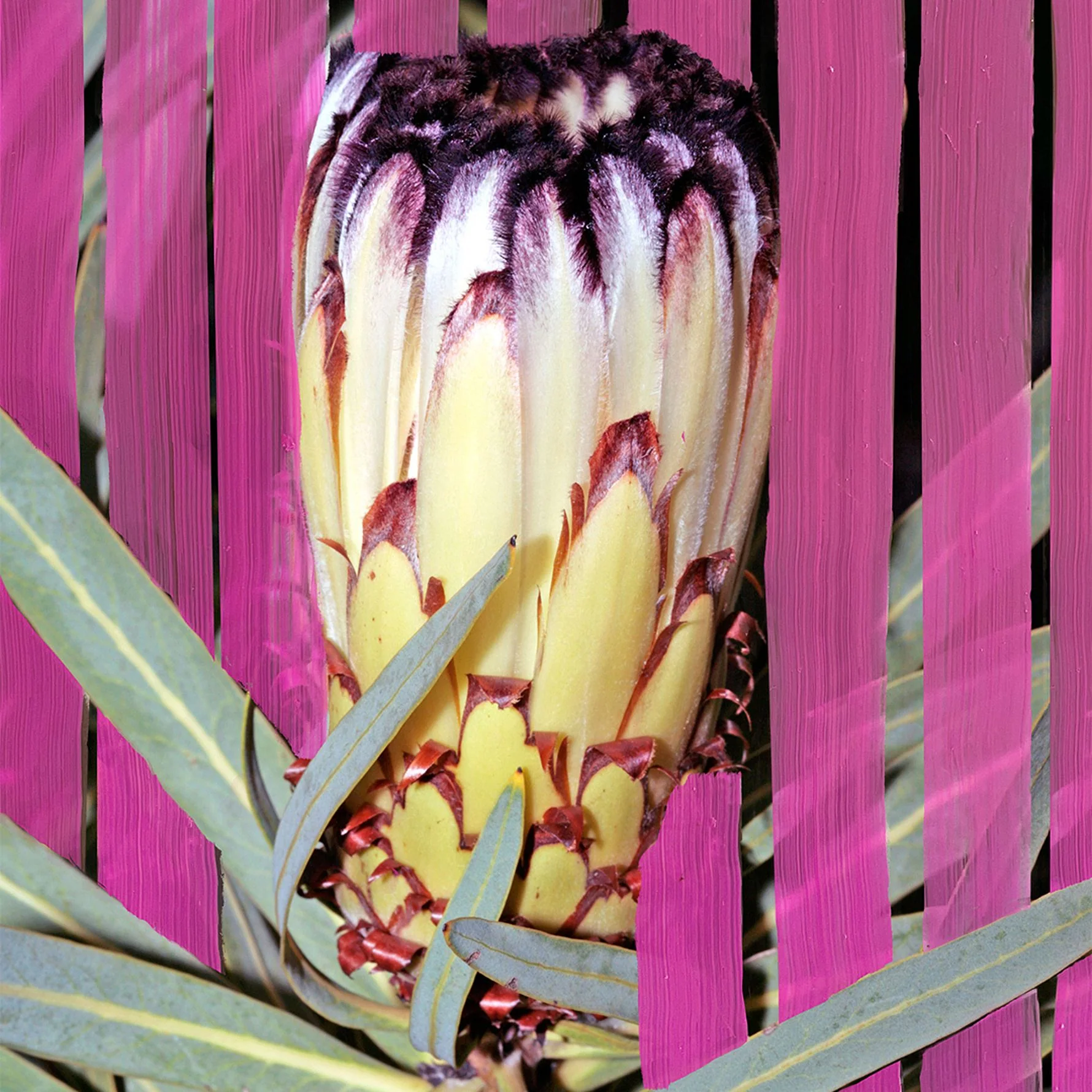Inflorescence - Image 3