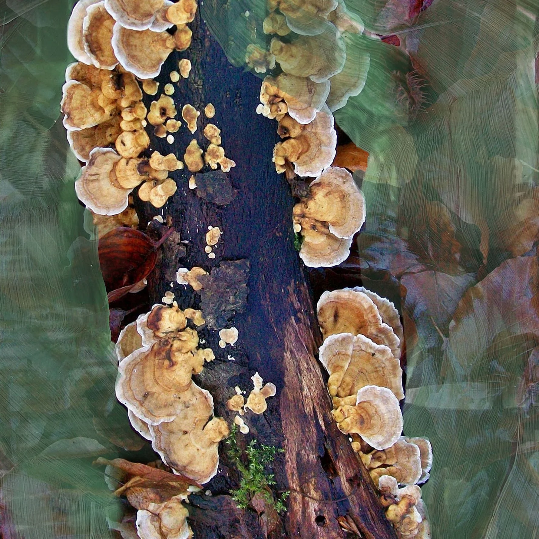 Oud Immortel - Image 2