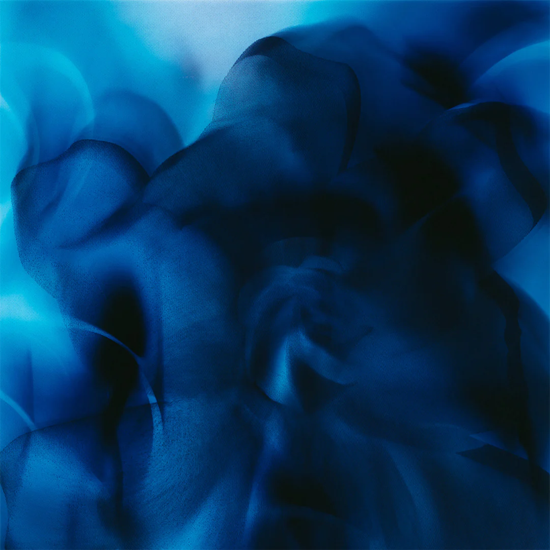 Casablanca Lily - Image 6