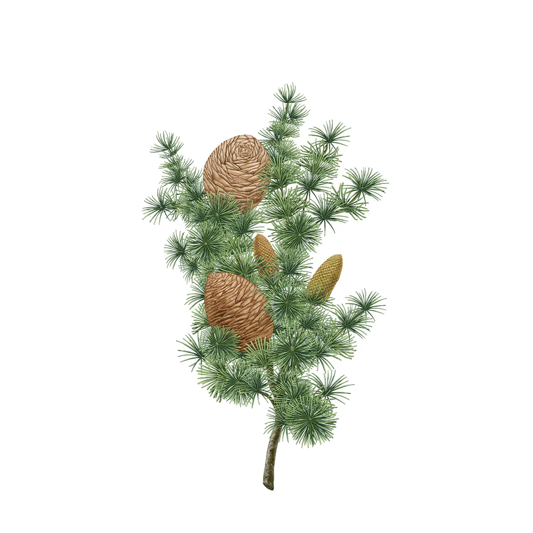 Miniatyr 2