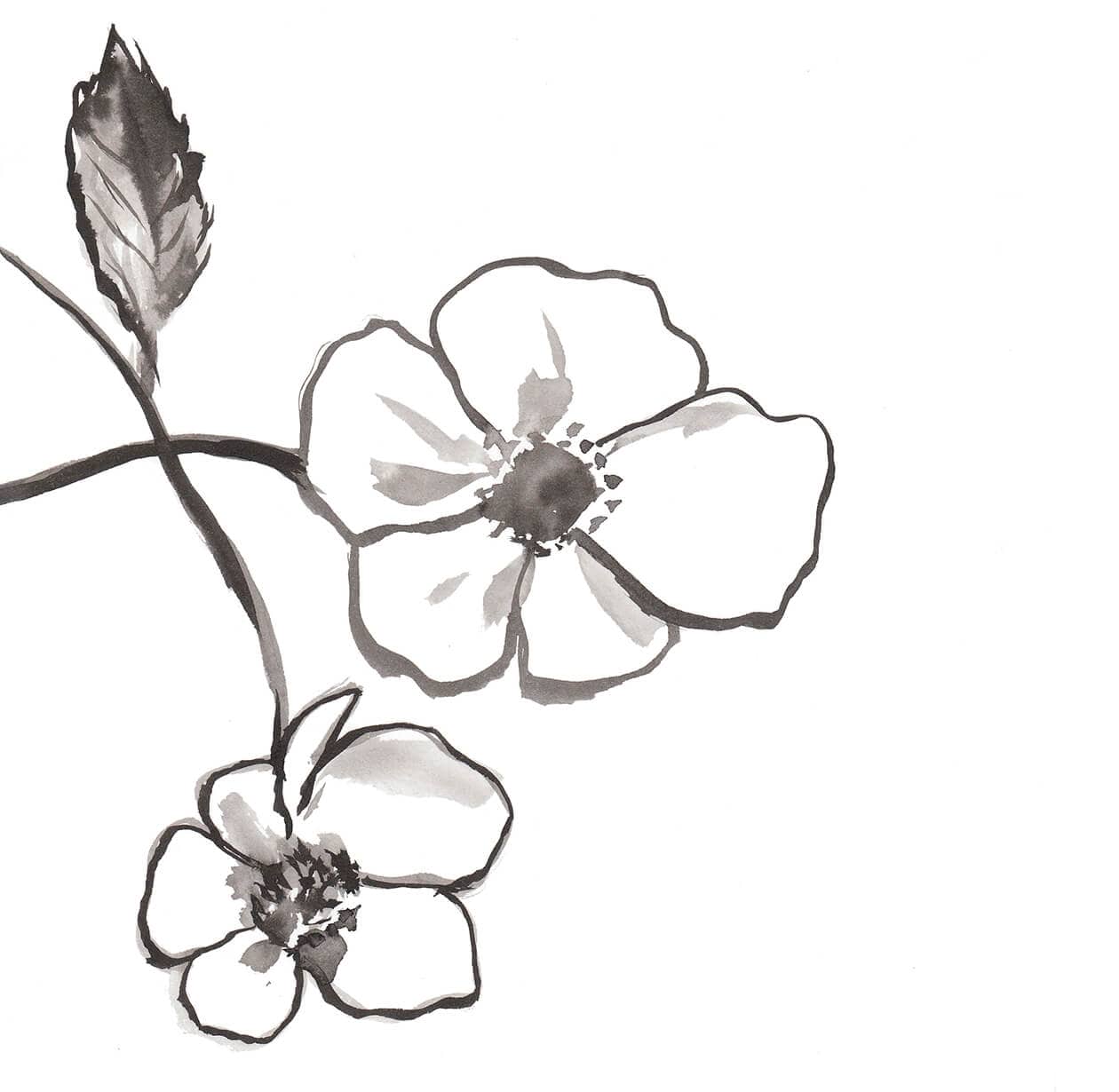 Rosa Rugosa - Image 2