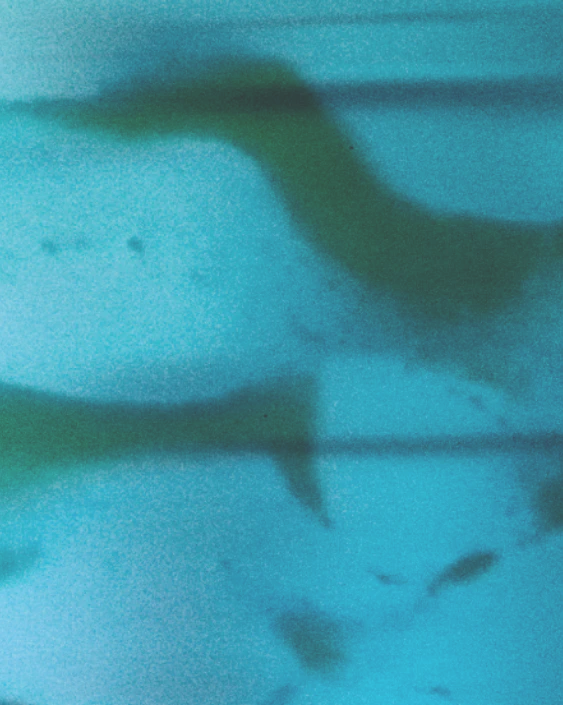 Manta - Image 2
