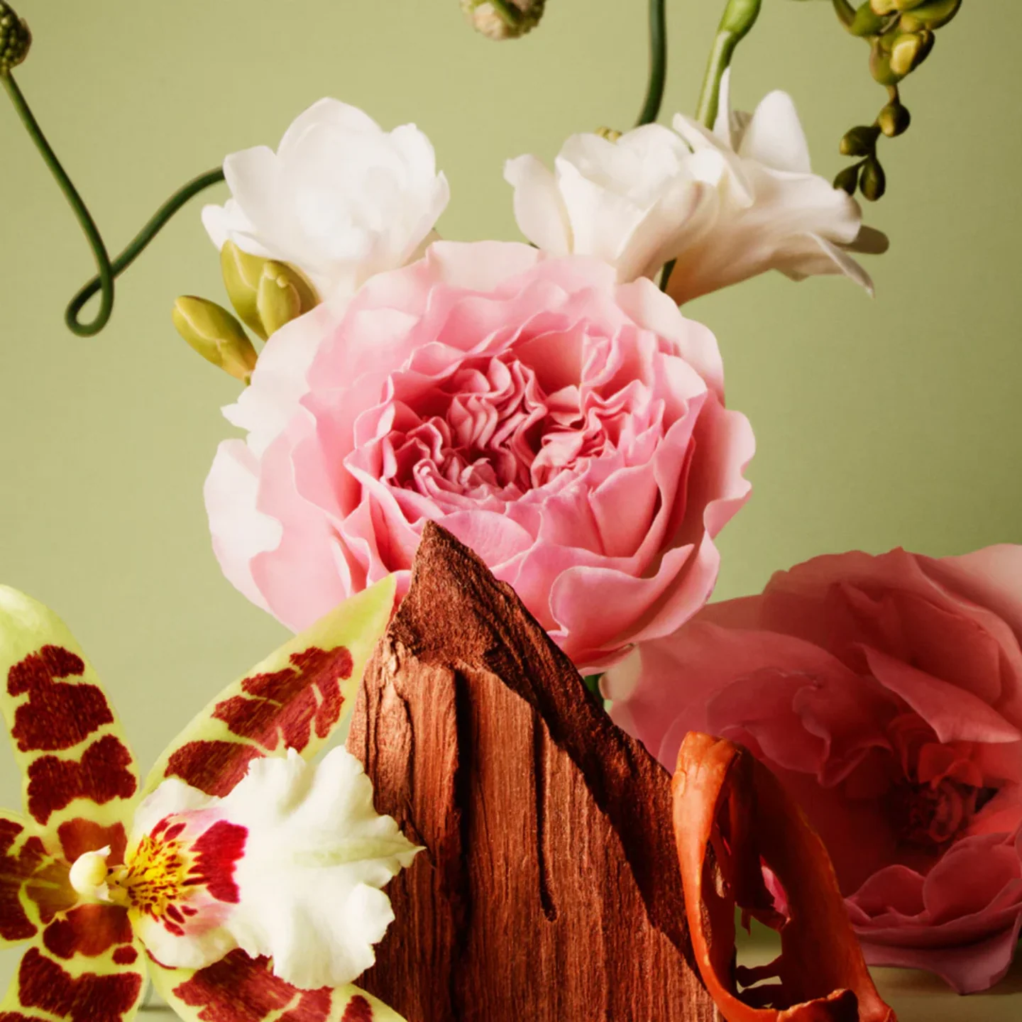 R.B. Une rose au paradis - Image 4
