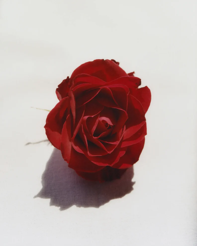 Rose - Image 7